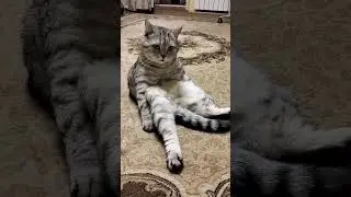 Это мой сын квадробер #cat #смешнойкот #смешныекоты #shorts #квадробер