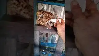 Kuching hutan batu manja