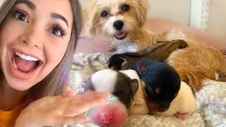 NACIERON MÁS BEBÉS... NO vas a creer CUANTOS SON EN TOTAL!!!