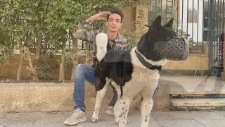 اكتر من كلب وكل كلب بيعمل حاجة مختلفة في حلقة مختلفة