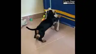Dachshund puppy and Pug puppy Play Fighting Basics