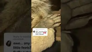 Cute Pet Compilation #dirtytoebeans #dogcute #kitchic 24