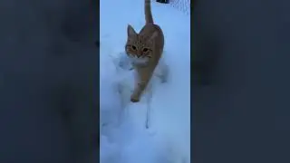 Добрый день, идём к козюлям☺️ #козы #село #самара