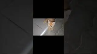Holdacska kis cicám este közelről 23.5.  #cat #catlover #catvideos #shorts #shortvideo #night