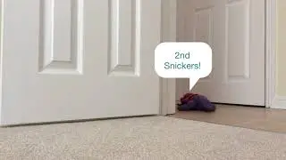 Timmy's Snickers hunt