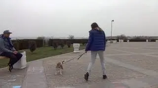 Кэнди. Бигль в городе. Candy. Beagle in the city. 糖果。 在城里的小猎犬