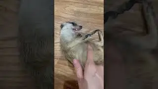 Заводим суриката😀 #сурикат #животные #animals