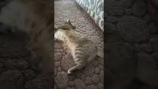 31 июля 2024 г.