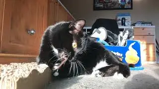 My cat playing in slow motion