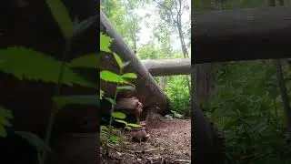 Бой крысы с баранкой.