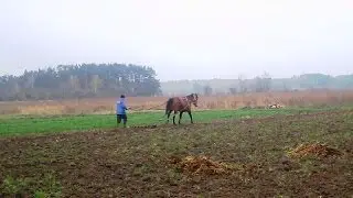 Весна  Лошадь Торжествует  Весенняя Вспашка  Звуки Природы (Animal Planet. Pet World)
