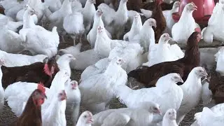 TIPS FOR ATTAINING SUCCESS IN POULTRY FARMING