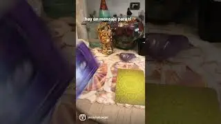 Elige una carta ✨1, 2 o 3🔮 HAY UN MENSAJE PARA TI♾