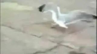 Shoplifting Seagull