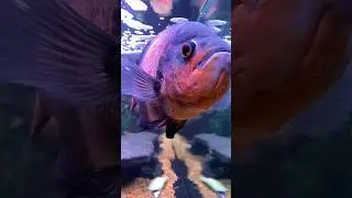 Oscar 🐟 #shorts #fish #oscar