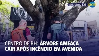 Árvore ameaça cair após incêndio em avenida no Centro de BH