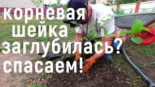Утонула КОРНЕВАЯ ШЕЙКА! Как исправить ситуацию  СРОЧНО спасаем дерево!