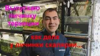 Выпускаю личинку тернеции и как дела у личинки скалярии...