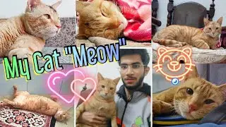 I had a cat named 