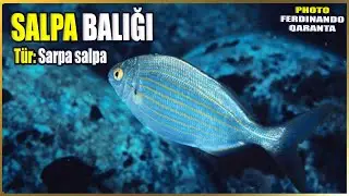 Information About Salpa Fish | Sarpa salpa | Mediterranean Fish