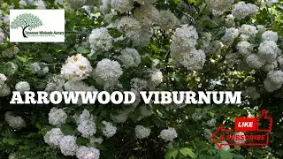 Arrowwood Viburnum Shrubs - Tn Nursery