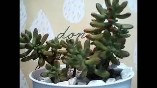 HAPPY WEDNESDAY EVERYONE! WELCOME TO MY LIVE STREAM! (SILENT)