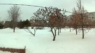 WInter park 