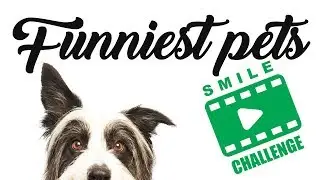 Top Animal fails #Compilation