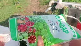 PUPUK PENYUBUR TANAMAN JAGUNG KUNING.
