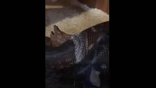 Atlas shedding
