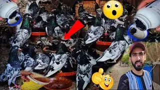 Birds Tmam Bimariyo Sy Paak Ho Gy /Birds Save From All Diseases😍😂🐁🐦🪿🦢🦘🦒🐫🐎🐈‍⬛🐓🕊🦜🐕‍🦺🎉💯#ZahidZHB