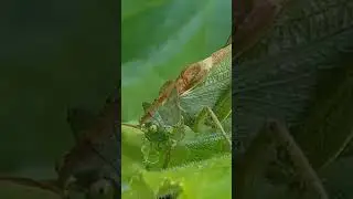 Кузнечик ест огуречик. Разговор с кузнечиком. Grasshopper is eating a cucumber.