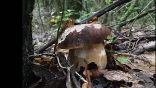 PORCINI ASSETATI