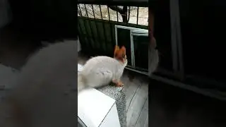 Дуся уползла по стене наверх