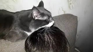 Кот Мойша моет голову хозяину
