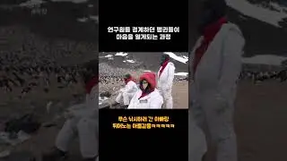 텃세 부리던 펭귄과 친해지는 연구원의 친화력ㅎㅎㅎ