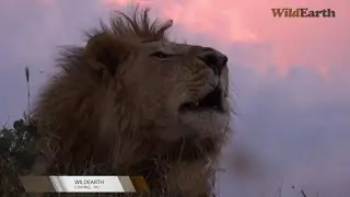 WildEarth coming to DSTV Channel 183