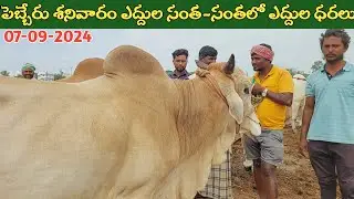 పెబ్బేరు శనివారం ఎద్దుల సంత | Pebbair Saturday Bulls market | Oxen prices | 07-09-2024 ‎@purnafarms 