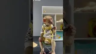 😎 cool #babymonkey #animal #monkey #animals #monkeycute #funnyanimalworld