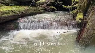 Creek Days 2021 - Wild Stream