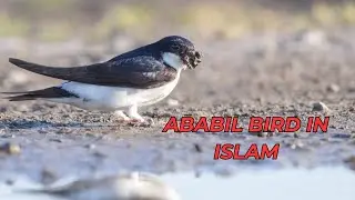 Ababil Bird in Islam? Why Ababil Bird in Islam Holds Great Significance?