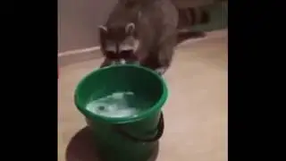 Для тех, кто мечтает о еноте