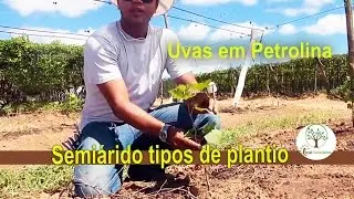 Year-Round Grape Production in the São Francisco Valley, Petrolina Semi-Arid Region 2/5