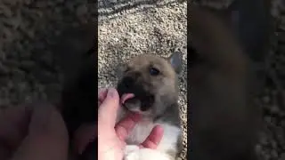 Male Jindo mix puppy available for adoption 04/04/2021