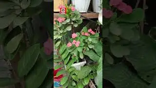 PLANTITA NI NANAY | shorts | toto mhel tv