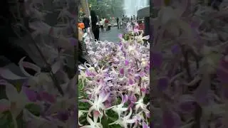 Аэропорт Сингапур #singapore #airport #bali #indonesia #changiairport #orchid #орхидеи