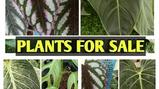 Plants For Sale|| Green Planet ll