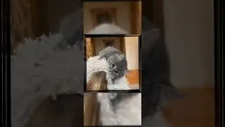 🌺Эдит Милси🌺 {заказ} #анукадавайка #милси
