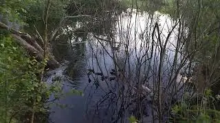 Утка и утятата 🦆🦆🦆