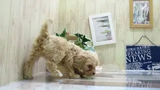 ワンラブ　ペットショップ　名古屋市252733